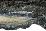 Mammoth Molar Slice With Case - South Carolina #291062-2